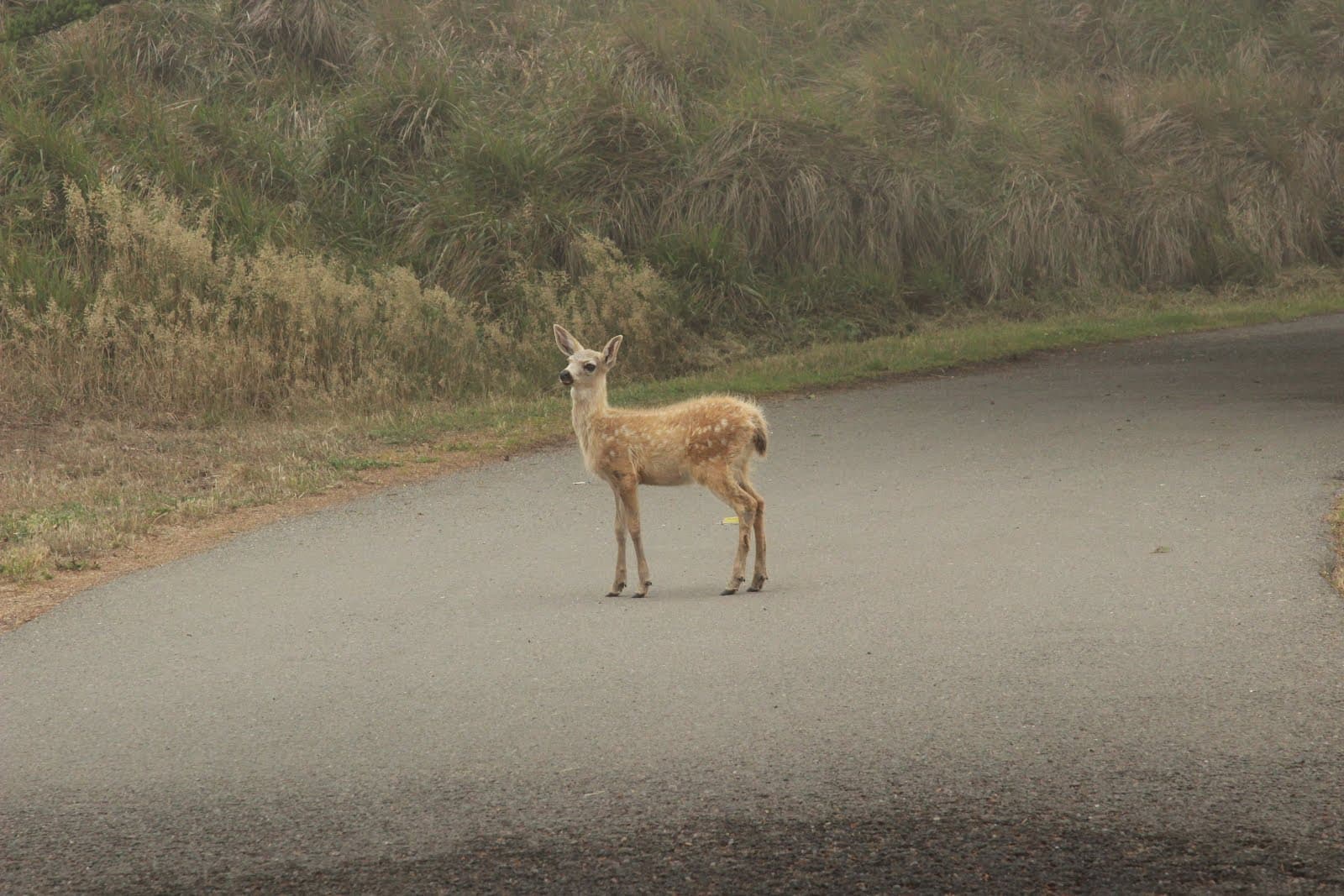 Christian Commitment