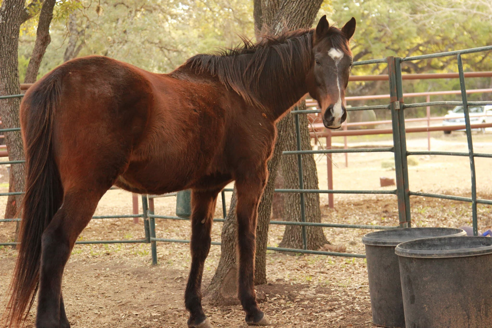 Mornings on Horseback by David McCullough