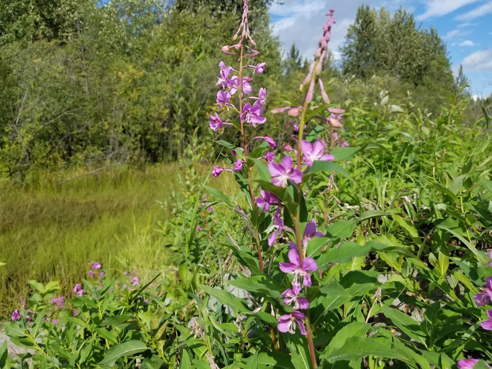 My Personal Reading Goals